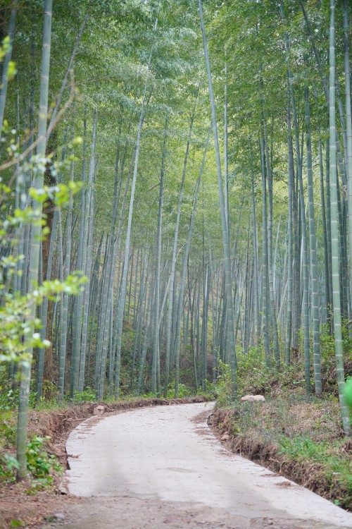 【乌峰探秘 绿动创力】创力集团成功举办2026年春季徒步活动(图4)