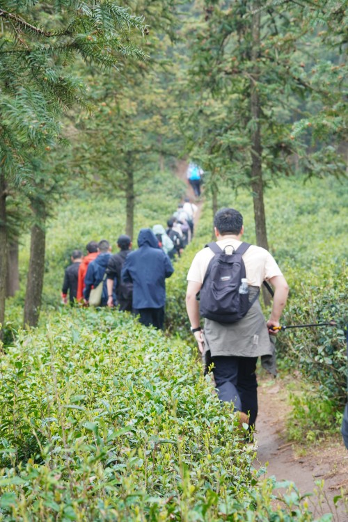 【乌峰探秘 绿动创力】创力集团成功举办2026年春季徒步活动(图7)