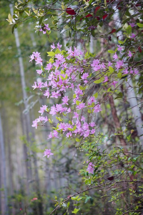 【乌峰探秘 绿动创力】创力集团成功举办2026年春季徒步活动(图5)